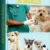 Guía VETERINARIA de Bolsillo